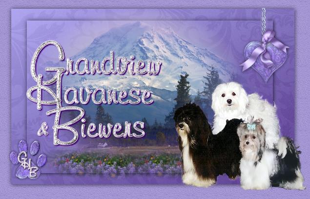Grandview Havanese & Biewers